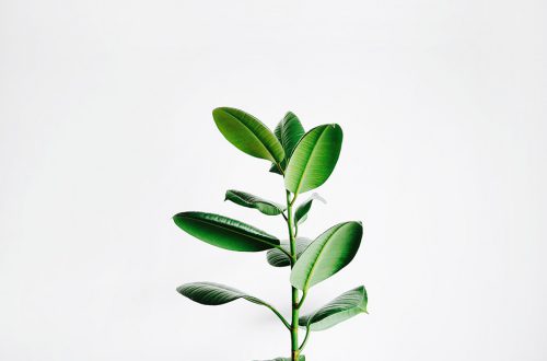Minimalist Plants